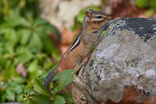 Eastern chipmunk climbing rock after emerging from its burrow in spring, when its winter hibernation ends. The eastern chipmunk is the largest of the world's 25 chipmunk species, thriving in brushy, rocky woods. Recent studies suggest that it is one of the few true hibernators. The first of its two annual breeding seasons occurs from late winter through early spring. Twenty-three other chipmunk species live in western or central North America. Only the Siberian chipmunk occurs in the Eastern Hemisphere.