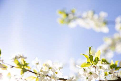 Background with a blur of a blossoming cherry tree on a sunny spring day against a blue sky. Delicate white flowers of the cherry tree. The concept of the arrival of spring and moments of renewal.