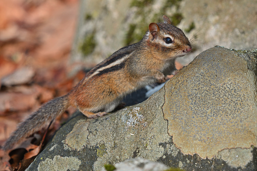 Chipmunk sitting on rock with hands to mouth in northern Colorado, in western USA of North America. Nearest town is Walden, Colorado.