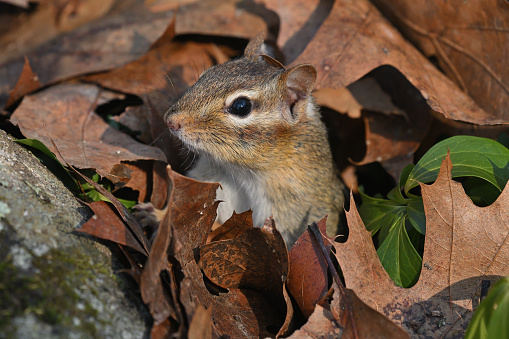 Eastern chipmunk popping up from its burrow in spring, through the fallen leaves, after hibernating for the winter. The eastern chipmunk is the largest of the world's 25 chipmunk species, thriving in brushy, rocky woods. Recent studies suggest that it is one of the few true hibernators. The first of its two annual breeding seasons occurs from late winter through early spring. Twenty-three other chipmunk species live in western or central North America. Only the Siberian chipmunk occurs in the Eastern Hemisphere.