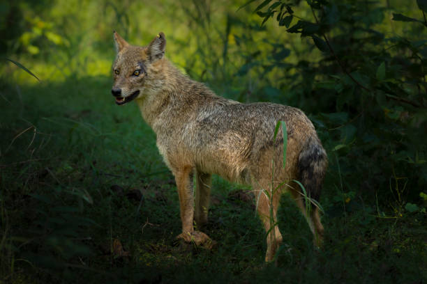 istock Indian Jackal on prowl at pench national park 2045551148