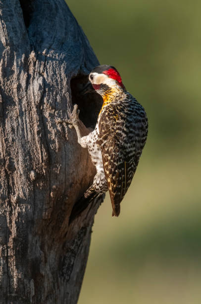 Green barred Woodpecker in forest environment,  La Pampa province, Patagonia, Argentina. Green barred Woodpecker in forest environment,  La Pampa province, Patagonia, Argentina. woodcreeper stock pictures, royalty-free photos & images