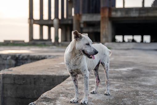 A Thai Street Dog at the The Ocean Sanctuary Chittaphawan Monks College of Naklua District Chonburi in Thailand Southeast Asia
