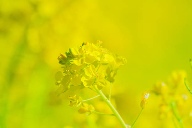 Beautiful rape blossoms blooming in a Japanese garden