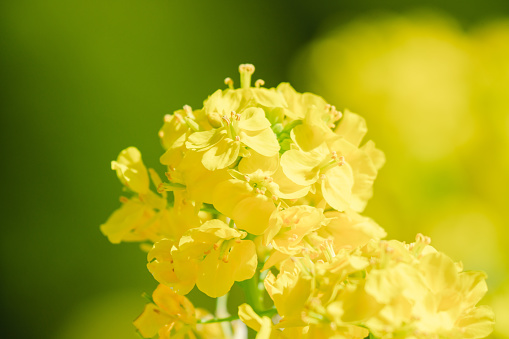 Beautiful rape blossoms blooming in a Japanese garden