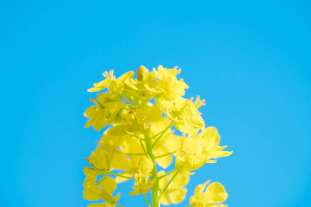 Beautiful rape blossoms blooming in a Japanese garden