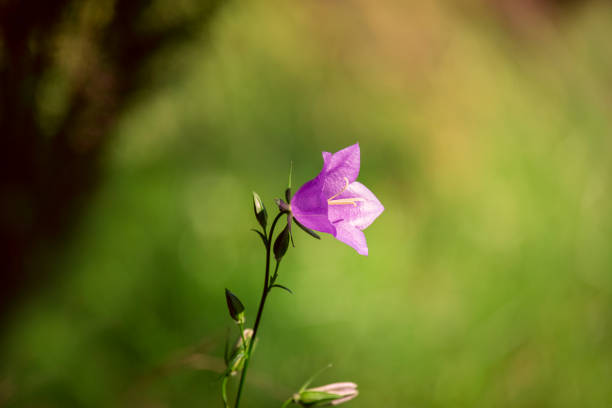 wild flowers lilac bells in the meadow