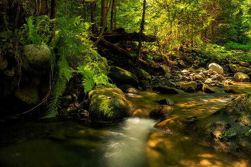Cute stream in a dark dense forest and fern on the stones