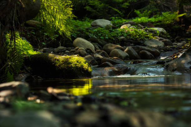 Cute stream in a dark dense forest and fern on the stones