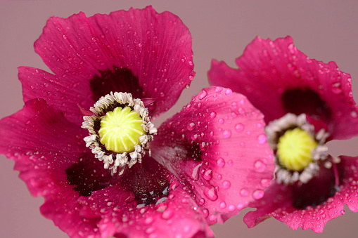 Two blooming purple oriental poppy`s wrapped in raindrops.