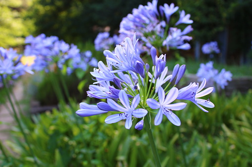 Agapanthus africanus, or the African lily, is a flowering plant from the genus Agapanthus found only on rocky sandstone slopes of the winter rainfall fynbos from the Cape Peninsula to Swellendam.