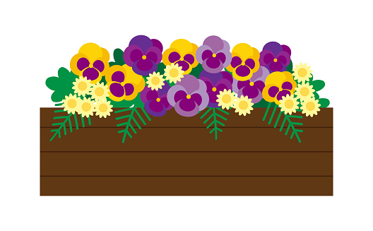 Illustration of colorful pansies in a planter