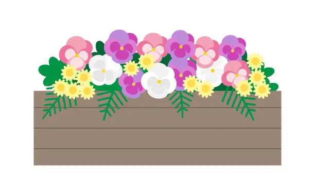 Vector illustration of Illustration of pink and purple pansies in a planter