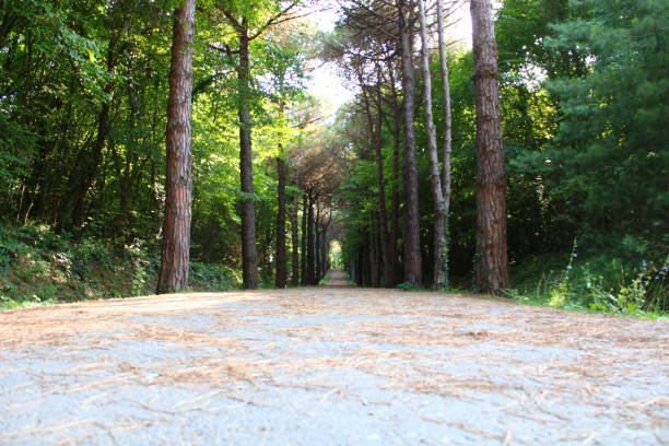 Istanbul Belgrade Forest. Dirt road between pine trees. endemic pine trees