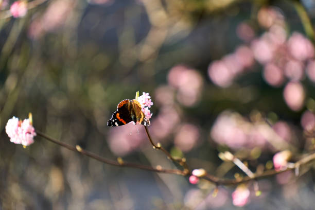 Butterfly admiral on virburnum  x bodnantense in my garden