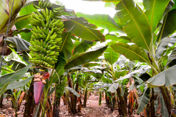 istock Green Bananas Hanging on Banana Tree 2045597410