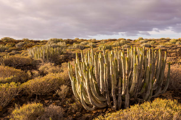 istock Cactus Desert Sunset in Tenerife Canary Island 2045597929