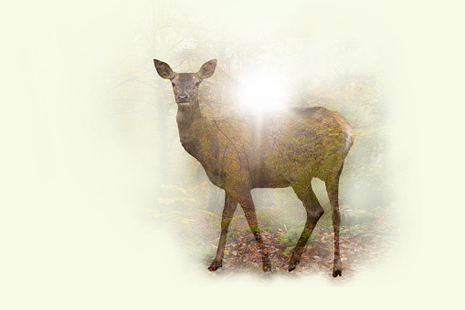 deer in forest light beam digital composite, trees in background,  nature concept