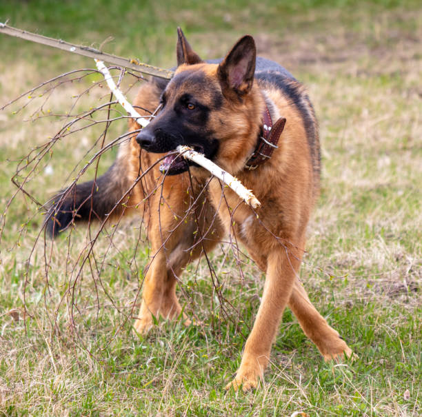 istock German shepherd dog standing on the grass with a stick in his teeth 2045615317