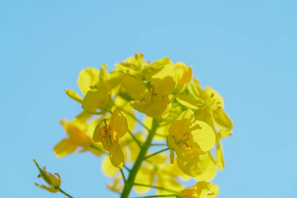istock Beautiful rape blossoms blooming in a Japanese garden 2045619580