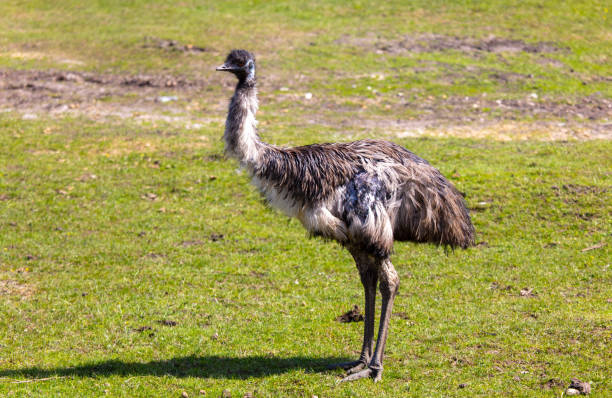 istock Portrait of an emu (Struthio camelus) 2045627561