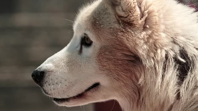 Husky dog looking attentively as seen from a side profile