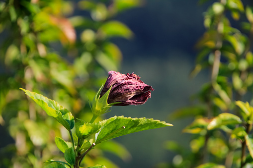 A garden with pink and red roses in the summer. Shallow depth of field with focus placed over the nearest flowers. The background is blurred. The image was captured with a fast prime 105mm macro lens and a full frame DSLR camera at low ISO resulting in large clean files.