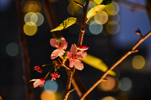 Close-up of cherry blossom at night with colorful boken lighting effect in background. Flower and plant. Nature and flower background.