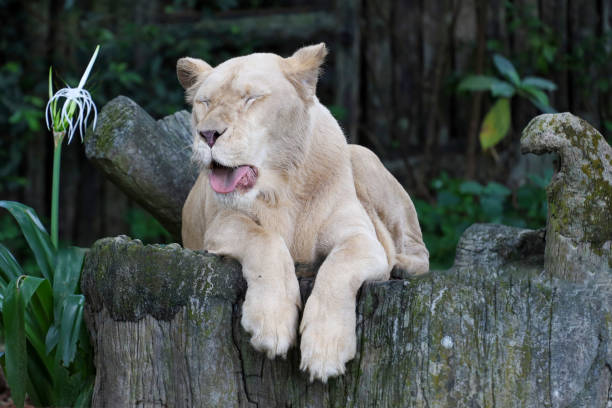 Male and female lions being lazy on a warm afternoon