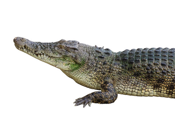 istock The salt crocodile on white background have path 2045640556