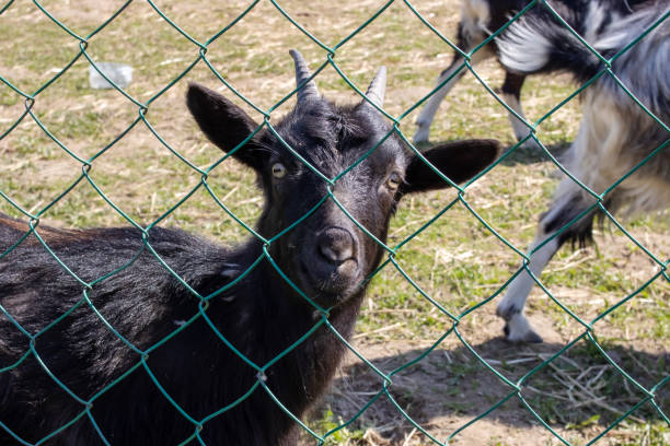 istock One black goat behind fence on farm 2045643777