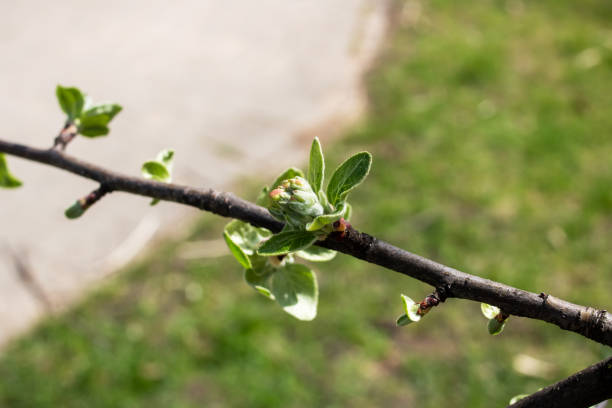 Small green leaves on an apple tree branch close up