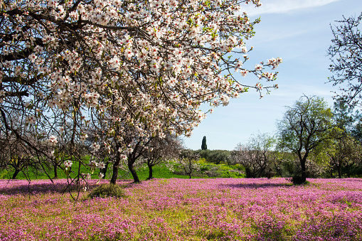 Almond blossom trees with pink flowers, spting time