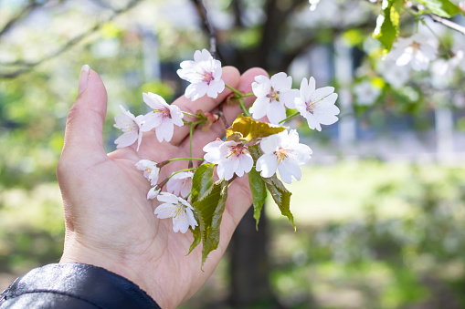 Cherry blossom petals on branches with green leaves in hand close up