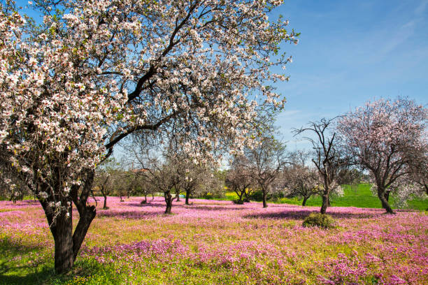 Almond blossom trees with pink flowers, spting time