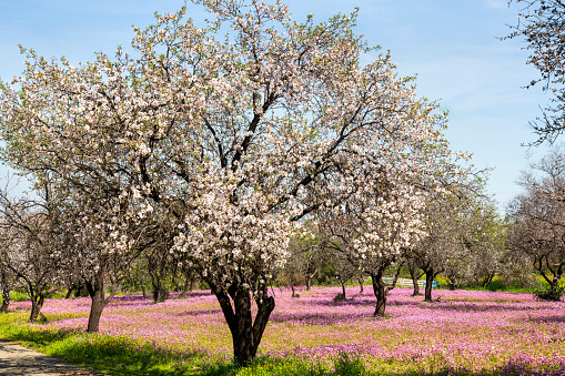 Almond blossom trees with pink flowers, spting time