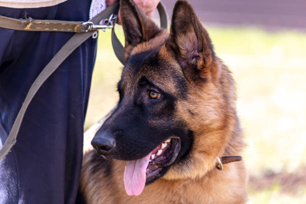 istock German shepherd dog close up portrait in sunny day 2045657918