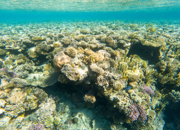 istock Coral reef under sea water. 2045662115