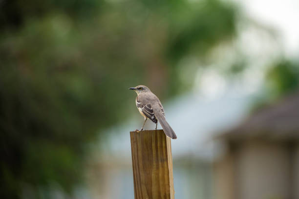 A Northern mockingbird bird perched on a fence pole.