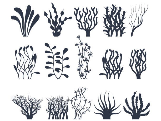 stockillustraties, clipart, cartoons en iconen met under water plants vector set - kelp