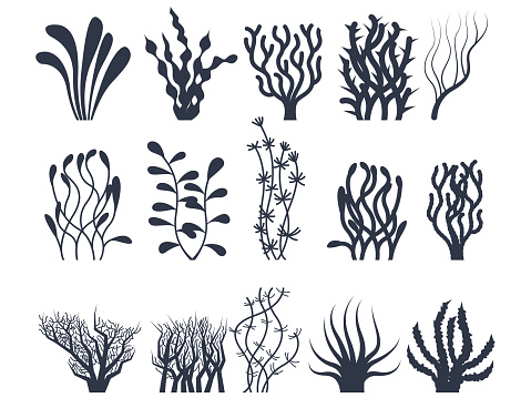 Under water plants vector set