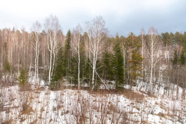 Birch forest in early spring. Early spring forest. Early spring forest. the first warm days.