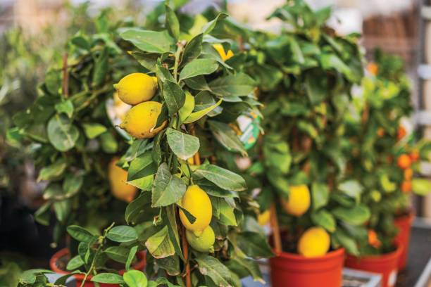 istock Close-up view of natural lemon tree with lemons on branches. Sweden. 2045700577