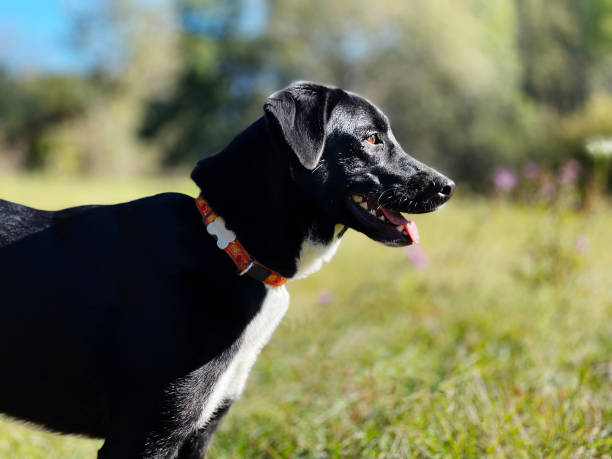 istock portrait of black dog 2045701103