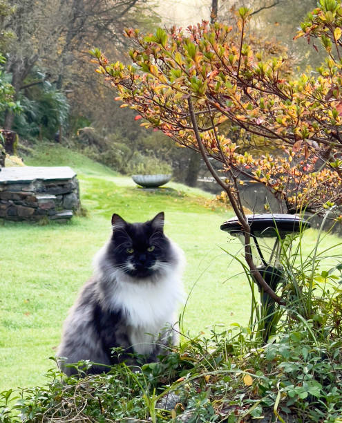 istock cat in the garden 2045702225