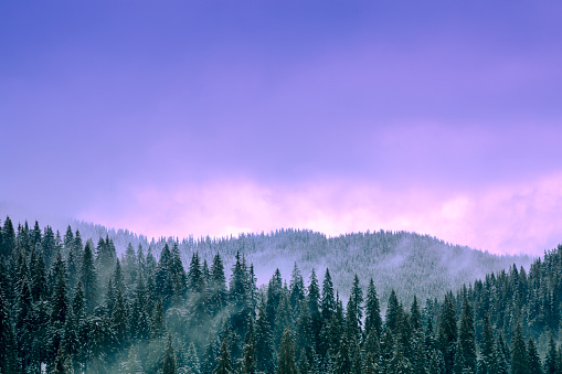 Pine woods under snow with big purple sky as copy space. Close-up on mountain top where clouds are merging with trees.