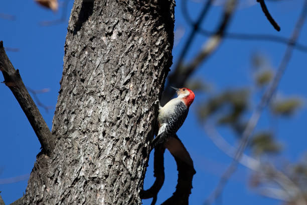 istock The red-belied woodpecker 2045706911