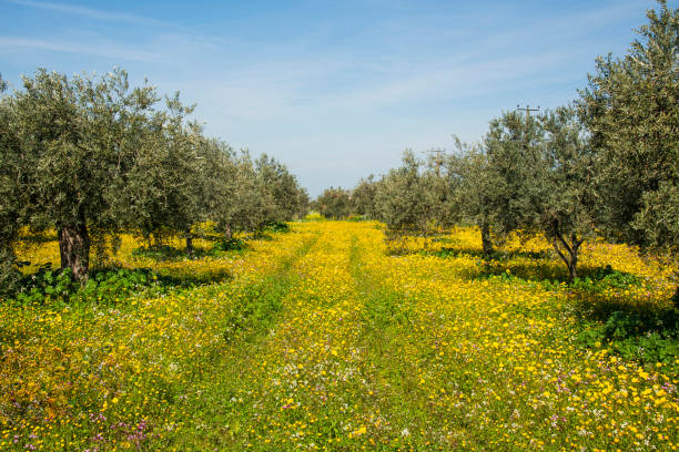 flores fecham a cor amarela, tempo da primavera - tojo - fotografias e filmes do acervo