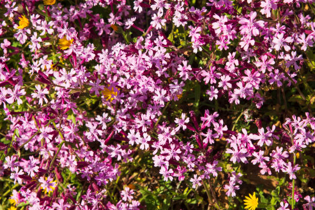 istock Flowers close pink color ,spring time 2045711300