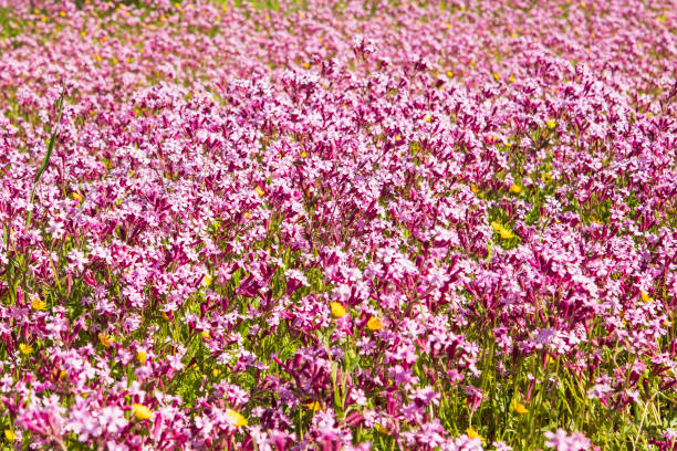 Flowers close pink color ,spring time